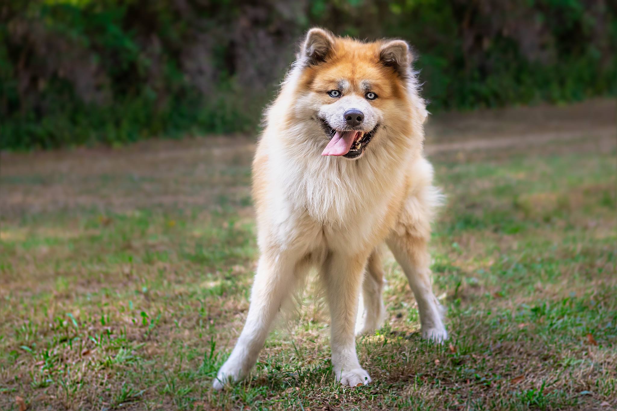 Eurasier Mix Ganzkoerper Portrait. Hundefotograf Weimar