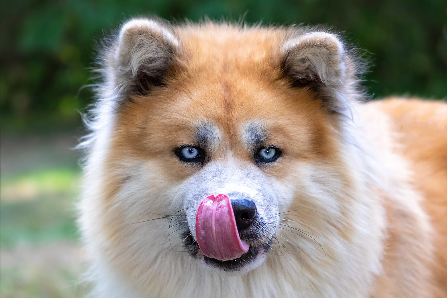 Eurasier Mix mit blauen Augen, Nahportrait. Hundefotograf Soemmerda