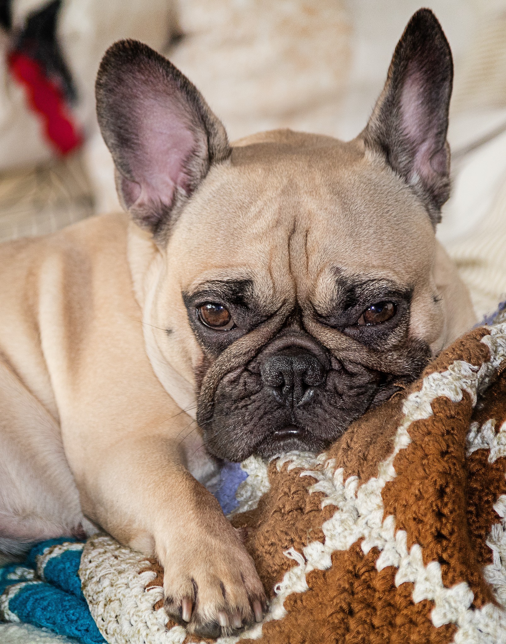 Franzoesische Bulldogge Indoor Portrait auf Couch. Hundefotograf Soemmerda