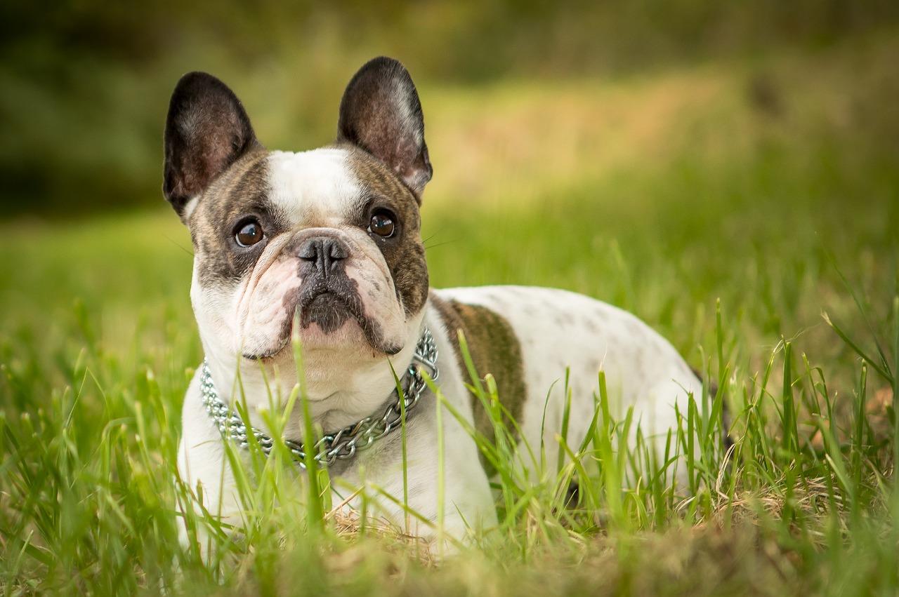 Gescheckte Franzoesische Bulldogge in hoher Wiese. Hundefotograf Erfurt