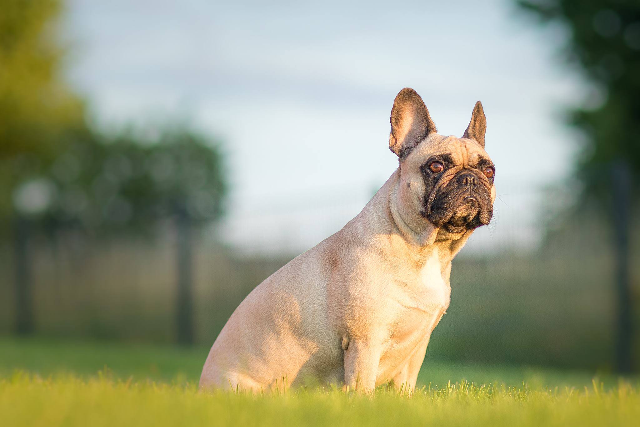 Franzoesische Bulldogge in goldener Stunde auf Wiese. Hundefotograf Thueringen
