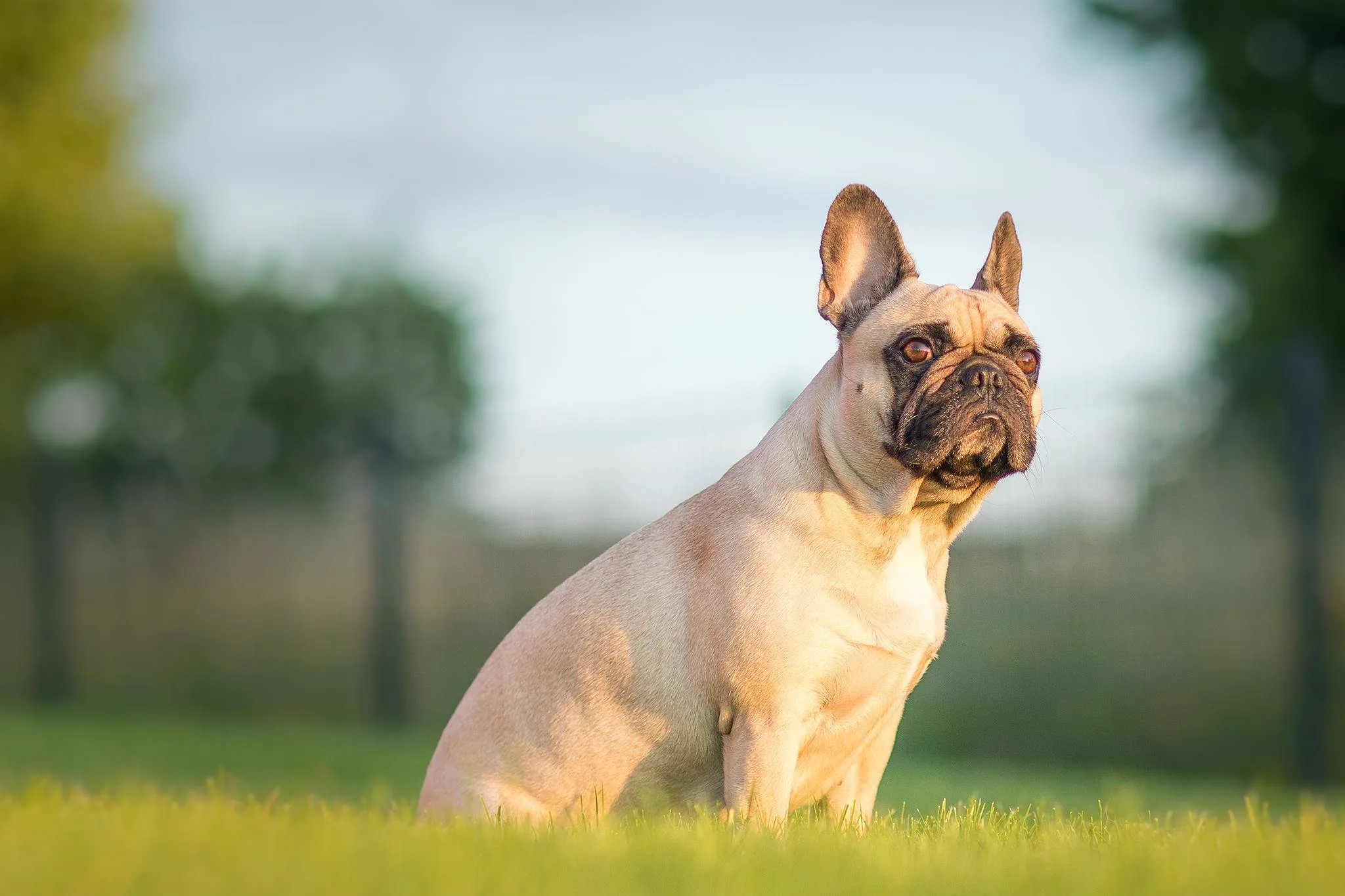 Fotoshooting mit Hund in Thüringen, Hundeportrait in der goldenen Stunde auf einer Wiese bei Sömmerda