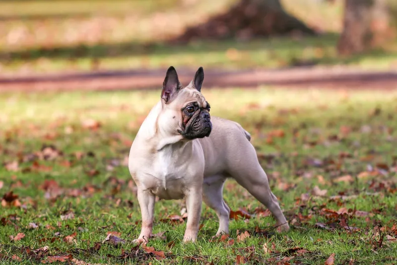 Französische Bulldogge im Herbst mit Laub. Hundefotograf Jena