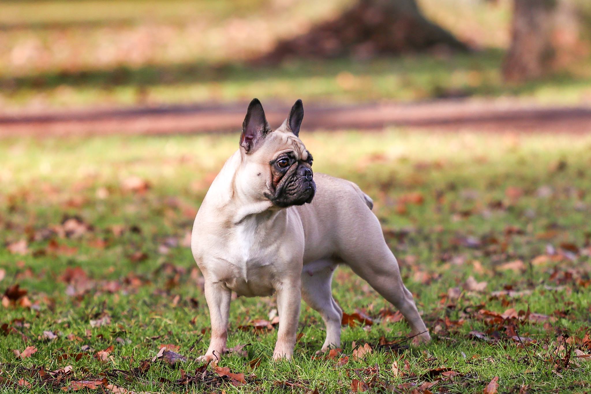 Franzoesische Bulldogge im Herbst mit Laub. Hundefotograf Jena