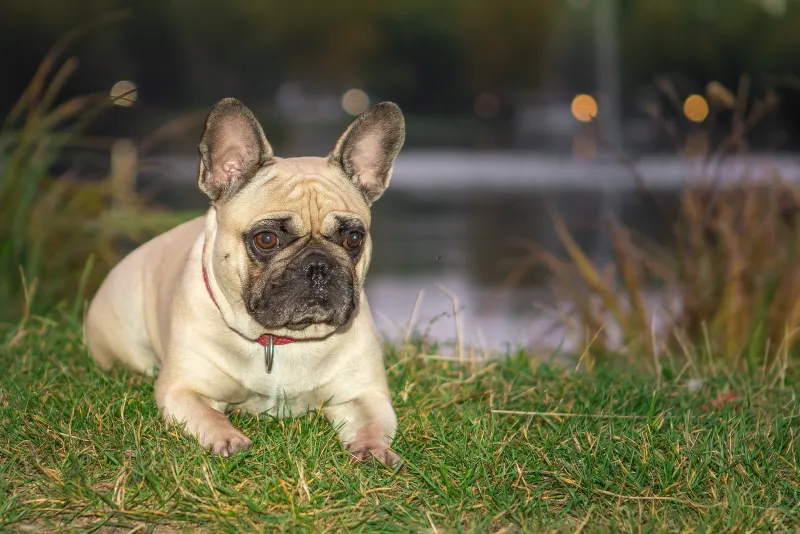 Französische Bulldogge liegend am Wasser mit Bokeh. Hundefotograf Sömmerda