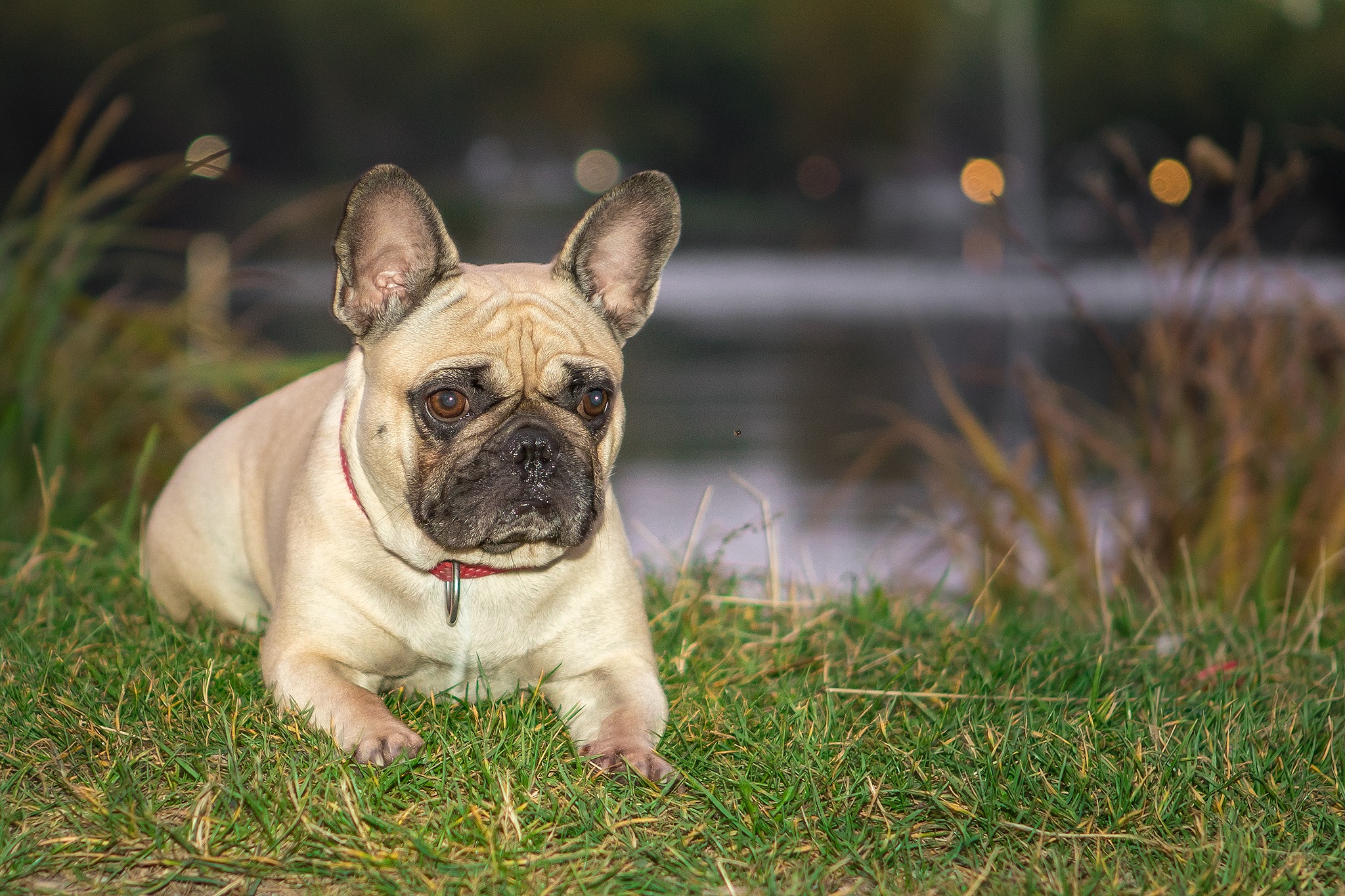 Franzoesische Bulldogge liegend am Wasser mit Bokeh. Hundefotograf Soemmerda