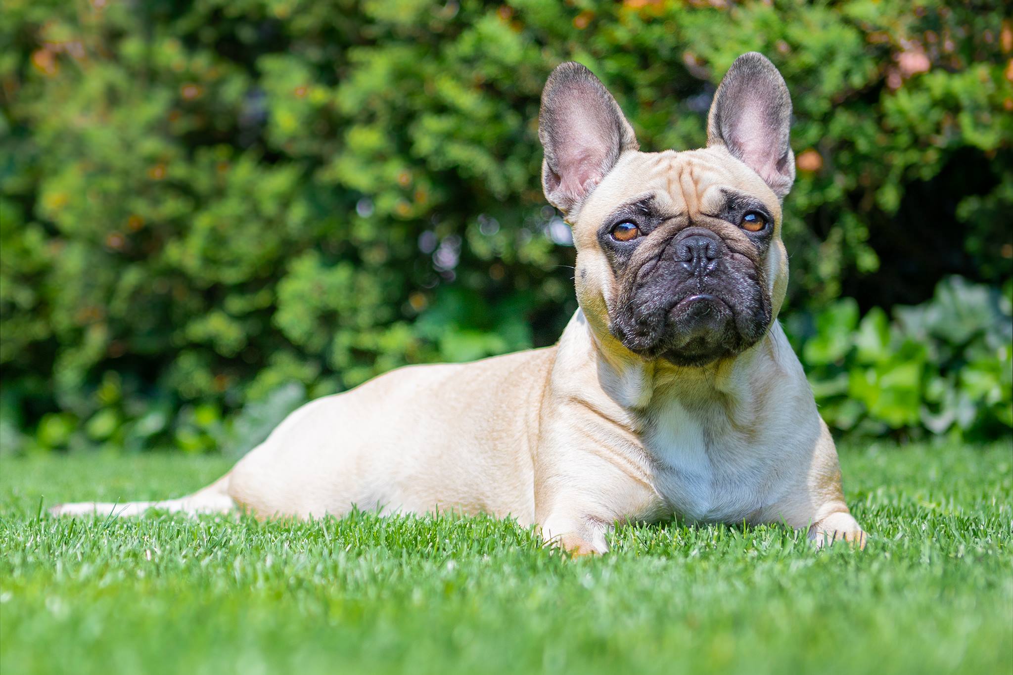 Franzoesische Bulldogge liegend im Garten. Hundefotograf Soemmerda