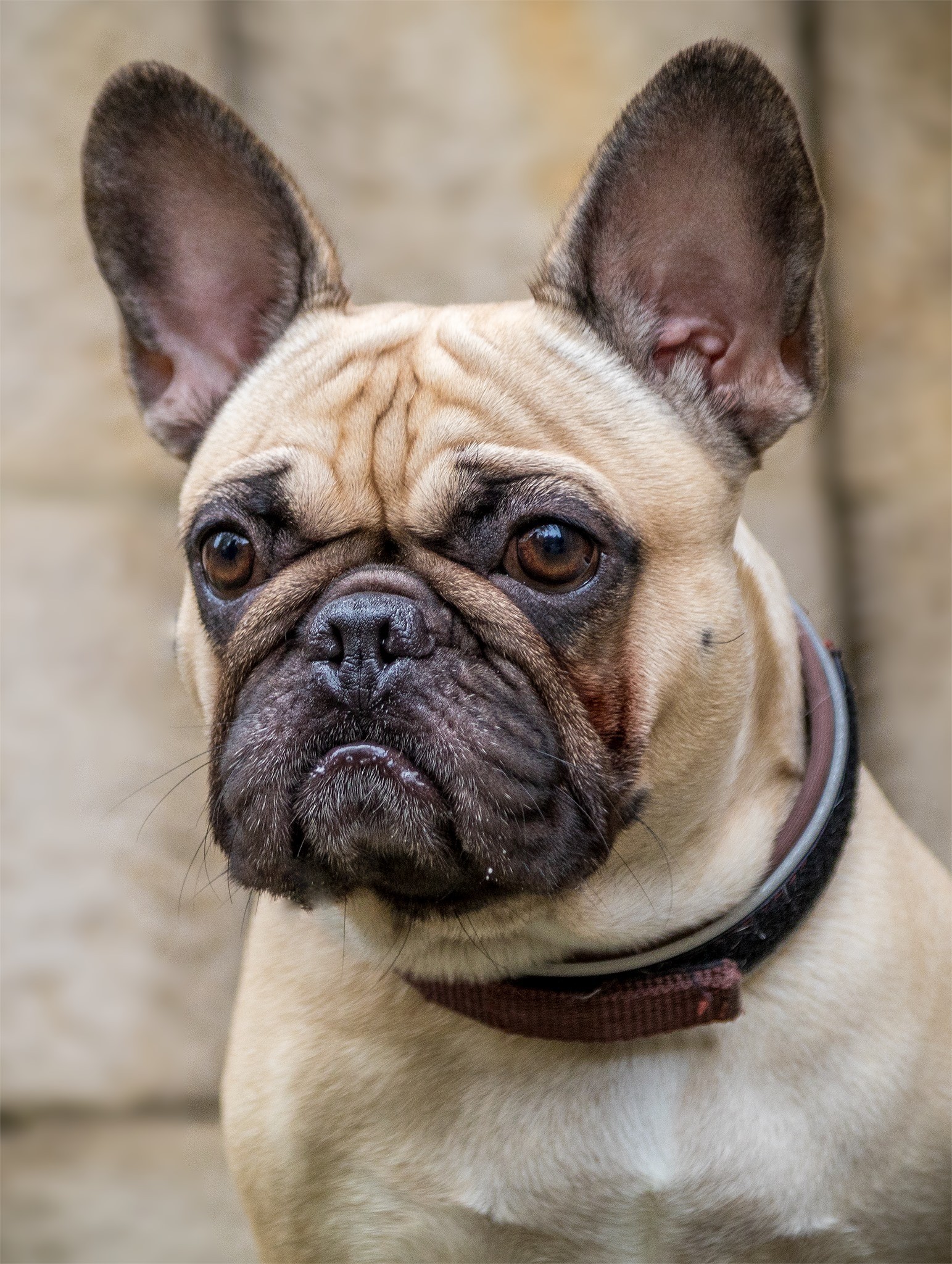 Franzoesische Bulldogge Nahportrait vor Steinwand. Hundefotograf Erfurt
