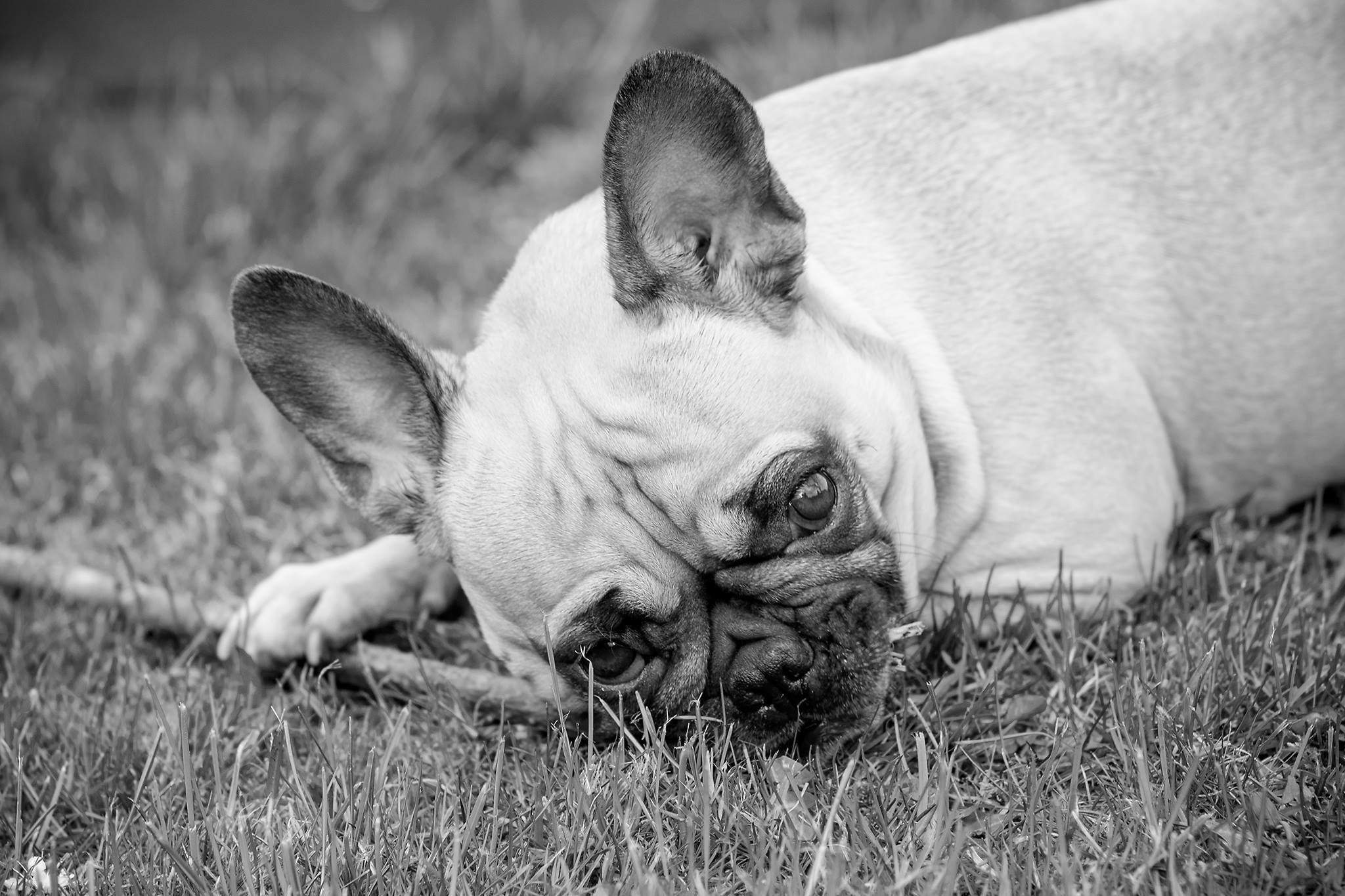 Franzoesische Bulldogge schwarzweiss Portrait im Gras. Hundefotograf Thueringen