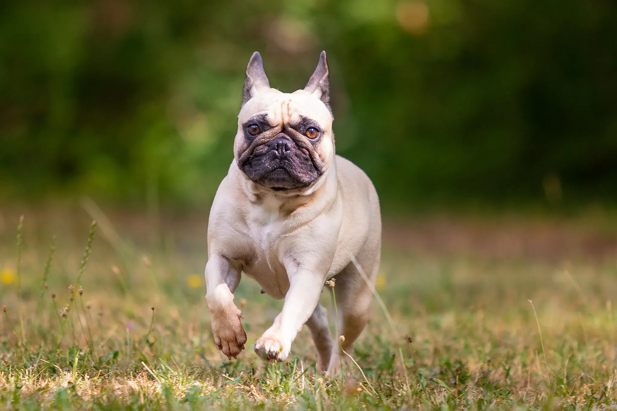 Französische Bulldogge rennt über eine Wiese, Bewegungsaufnahme beim Hundeshooting in Thüringen