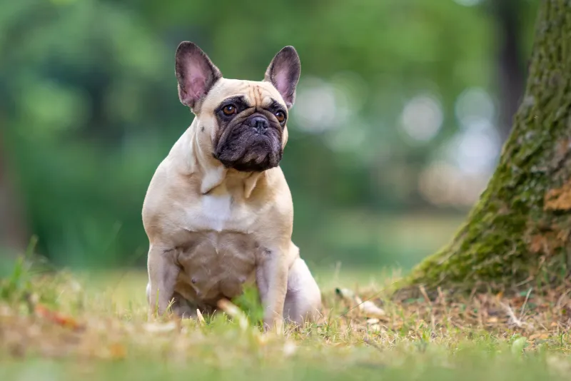 Französische Bulldogge sitzend im Park. Hundefotograf Thüringen