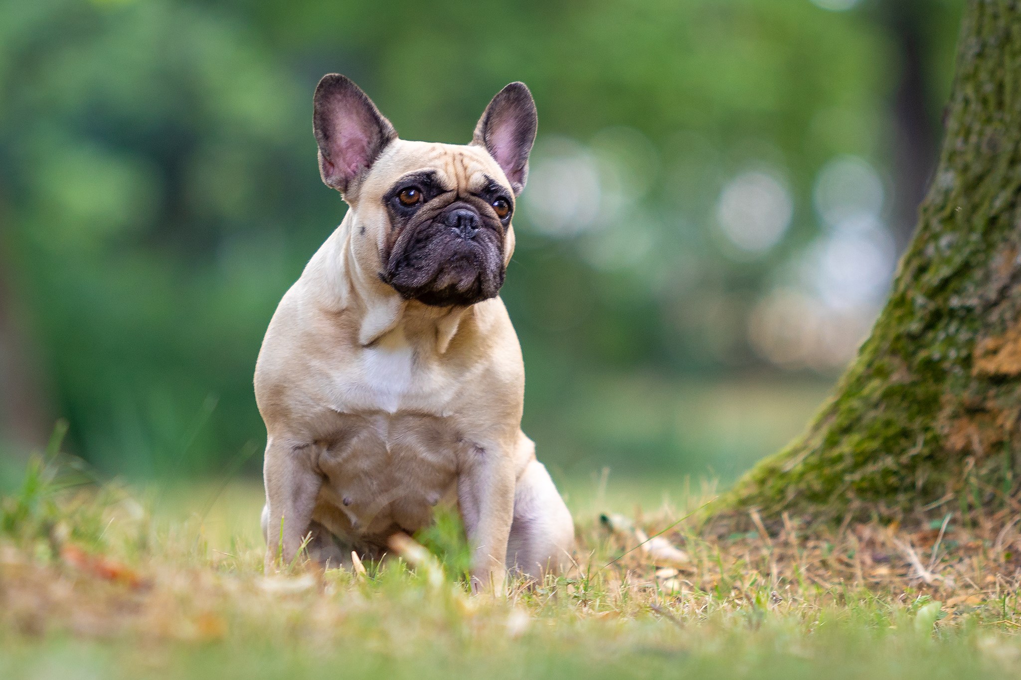 Franzoesische Bulldogge sitzend im Park. Hundefotograf Thueringen