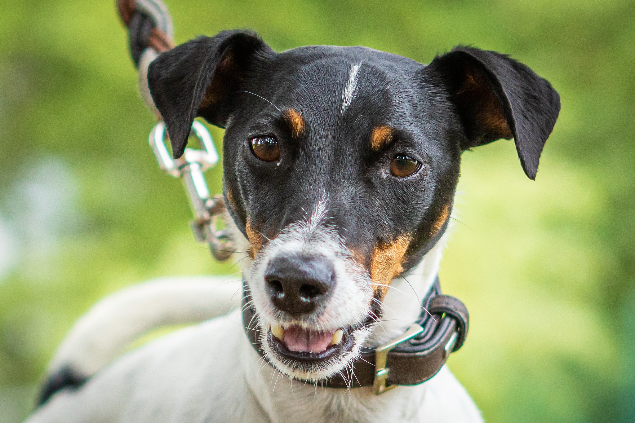 Jack Russell Terrier Portrait Nahaufnahme. Hundefotograf Thueringen