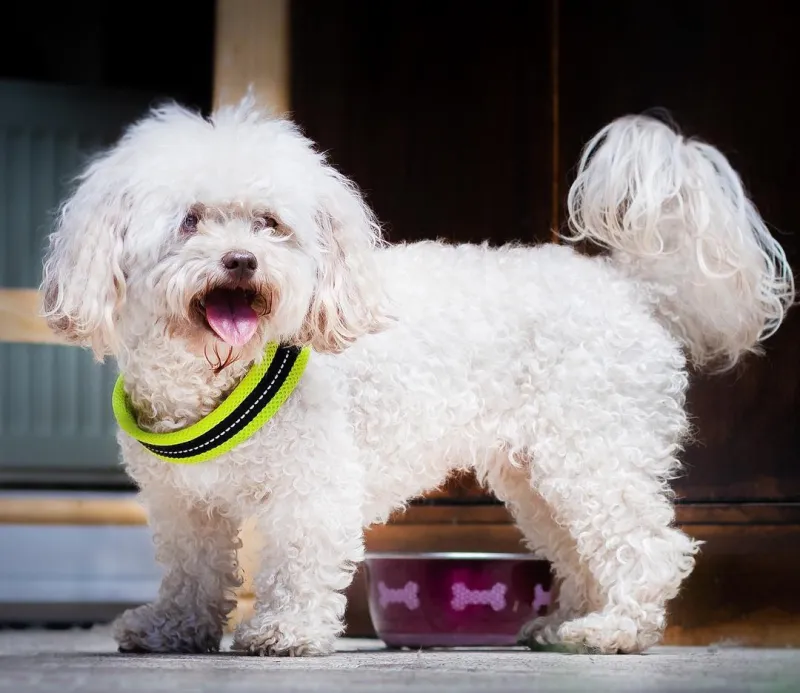 Weißer Pudel mit neongelbem Halsband steht freudig hechelnd vor einer dunklen Holztür, Hundefotograf Thüringen