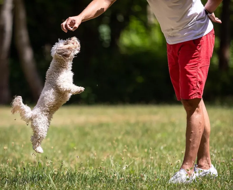 Kleiner heller Hund mit Lockenfell springt auf der Wiese hoch zum Leckerli in der Hand seines Menschen, Hundefotograf Thüringen