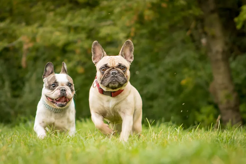Zwei Französische Bulldoggen rennen parallel. Hundefotograf Thüringen