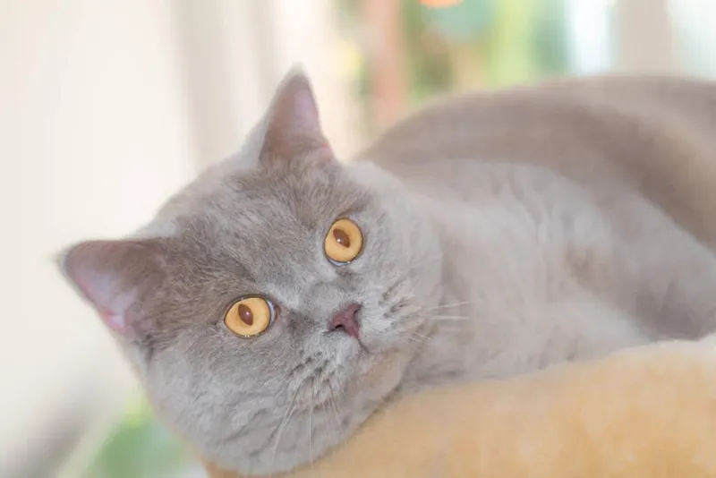 Britisch Kurzhaar Katze in Lilac mit bernsteinfarbenen Augen liegt entspannt im weichen Fensterlicht, Katzenfotograf Thüringen