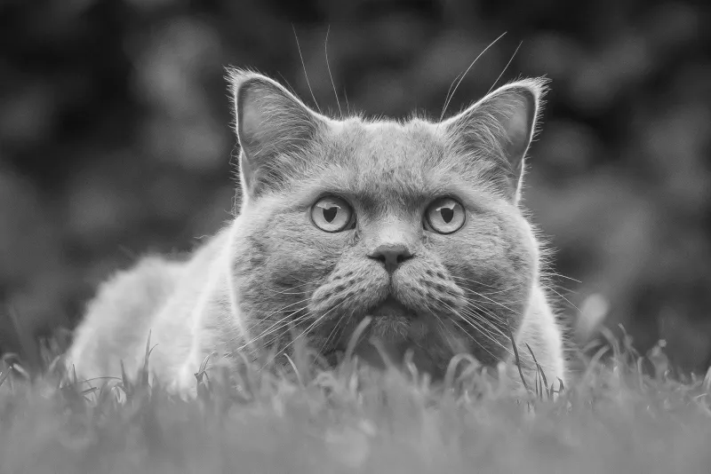 Britisch Kurzhaar Katze liegt aufmerksam im Gras und schaut direkt in die Kamera, Portrait in Schwarzweiß, Katzenfotograf Thüringen