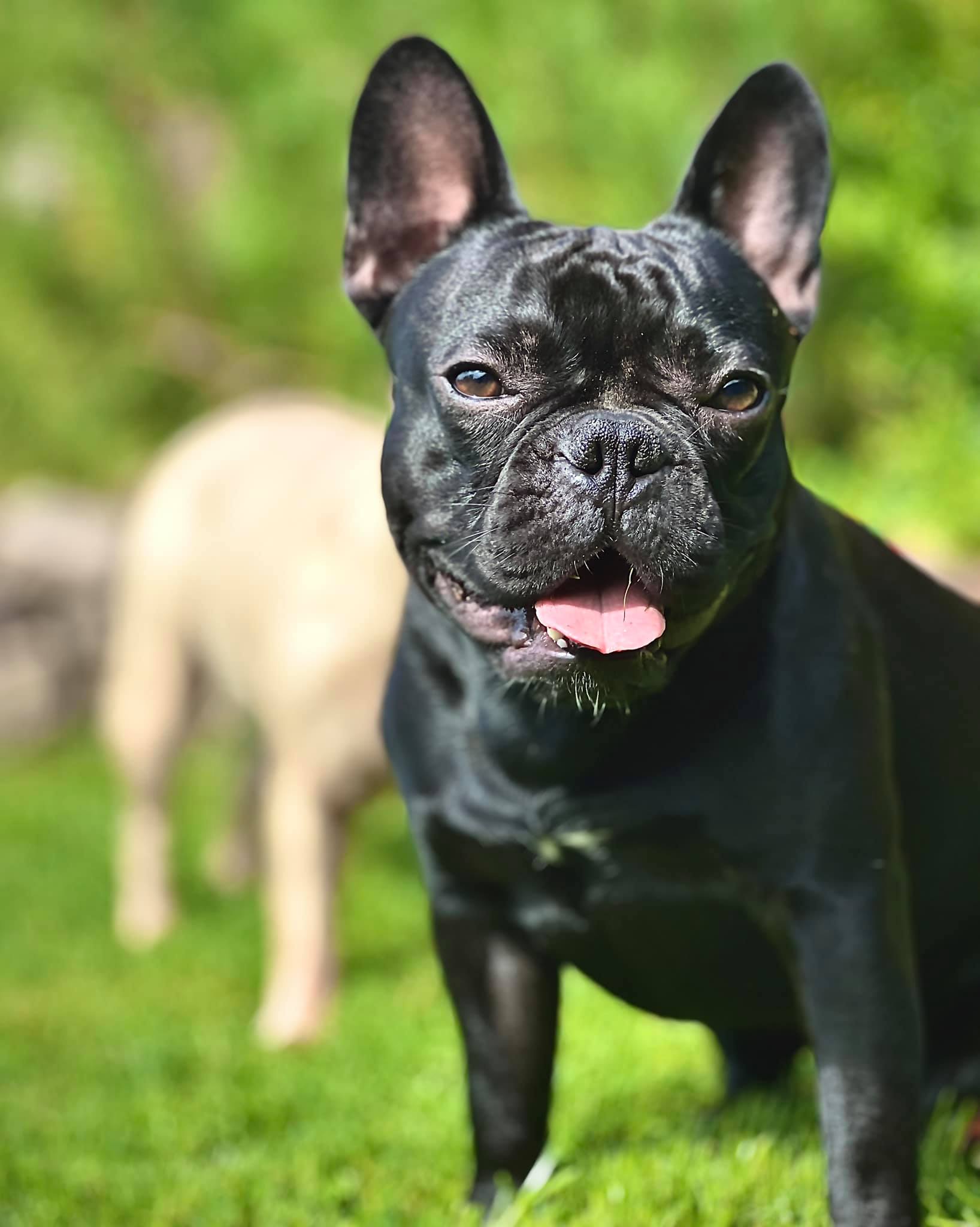Franzoesische Bulldogge Portrait frontal. Hundefotograf Soemmerda Dirk Dittrich