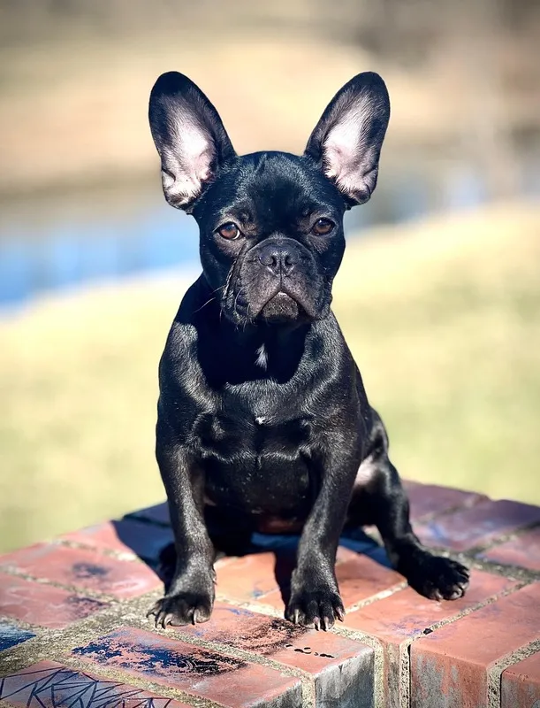 Melody, schwarze Französische Bulldogge, sitzt aufrecht auf einer Ziegelsteinmauer, Tierfotograf Sömmerda Dirk Dittrich