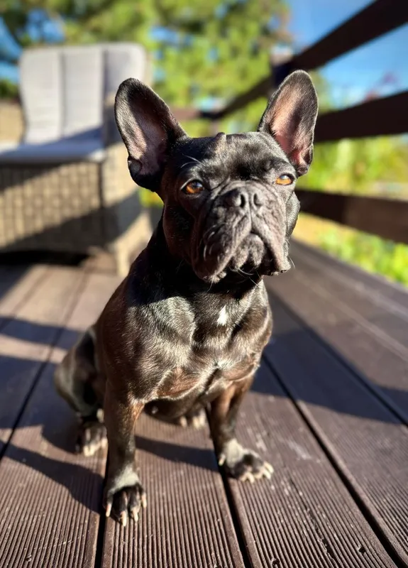 Melody sitzt aufmerksam in der Abendsonne auf der Holzterrasse, Hundefotograf Sömmerda