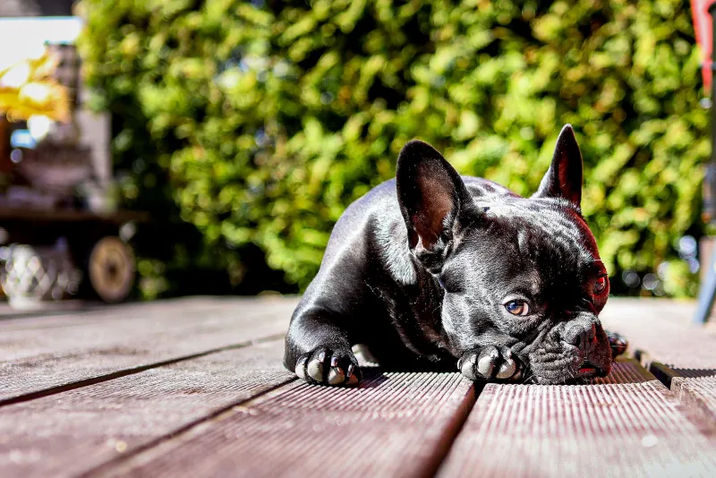 Melody schwarze Französische Bulldogge entspannt auf Holzterrasse. Hundefotograf Sömmerda