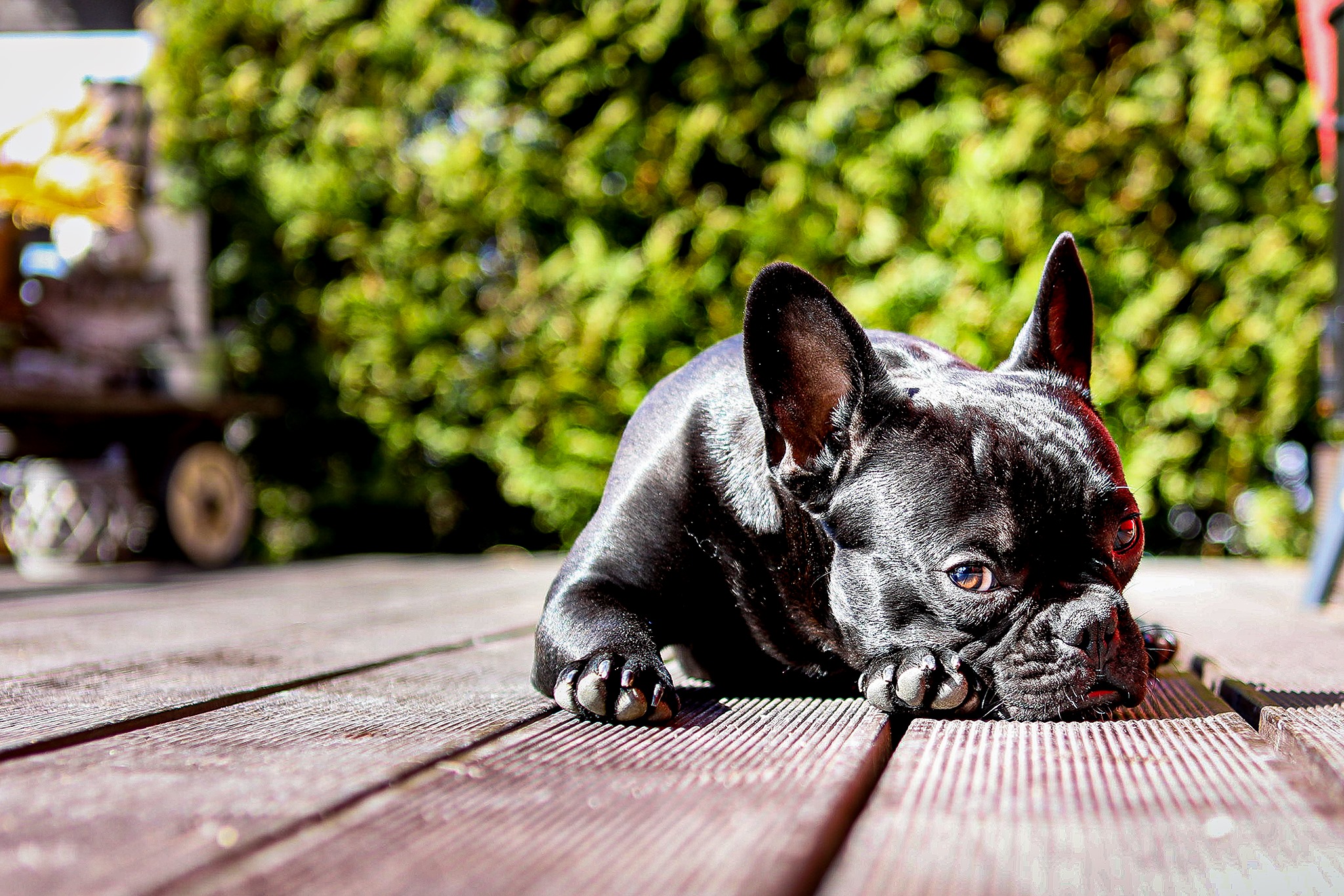 Melody schwarze Franzoesische Bulldogge entspannt auf Holzterrasse. Hundefotograf Soemmerda