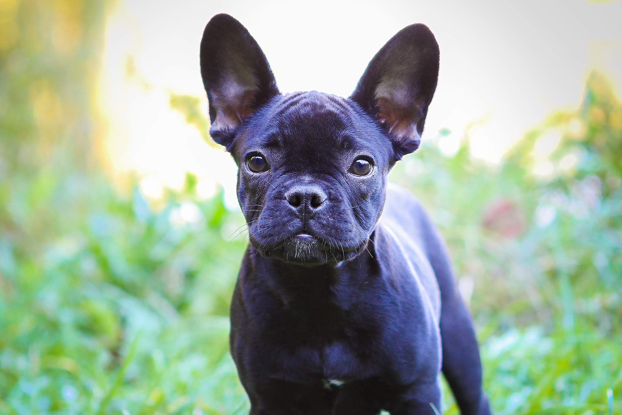 Melody als Welpe, schwarze Franzoesische Bulldogge im Gegenlicht. Hundefotograf Soemmerda Dirk Dittrich