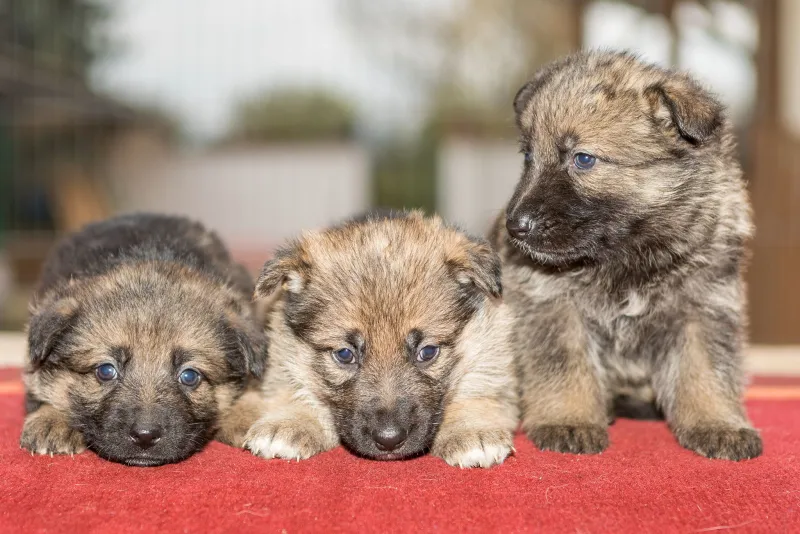 Drei Deutsche Schäferhund Welpen aus einem Wurf auf roter Decke, zwei liegen vorn, einer sitzt aufrecht und schaut zur Seite, Tierfotograf Sömmerda Dirk Dittrich