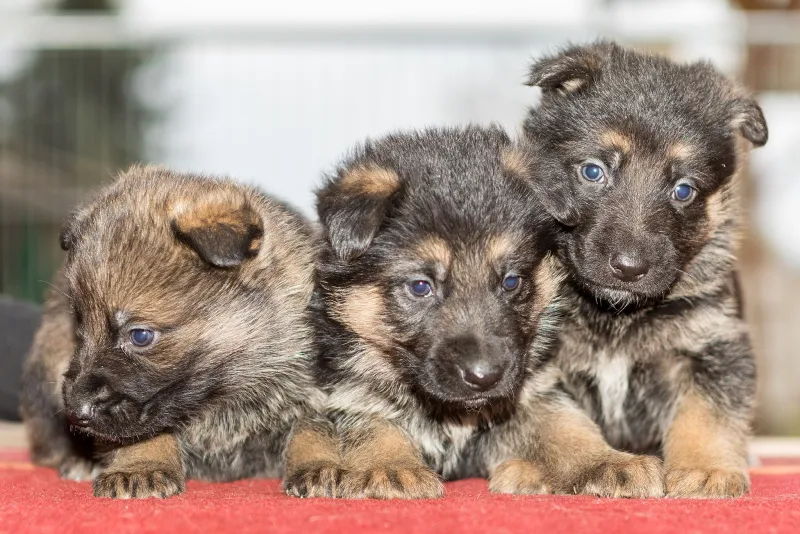 Drei Deutsche Schäferhund Welpen mit blauen Augen kuscheln dicht aneinander, Hundefotograf Thüringen