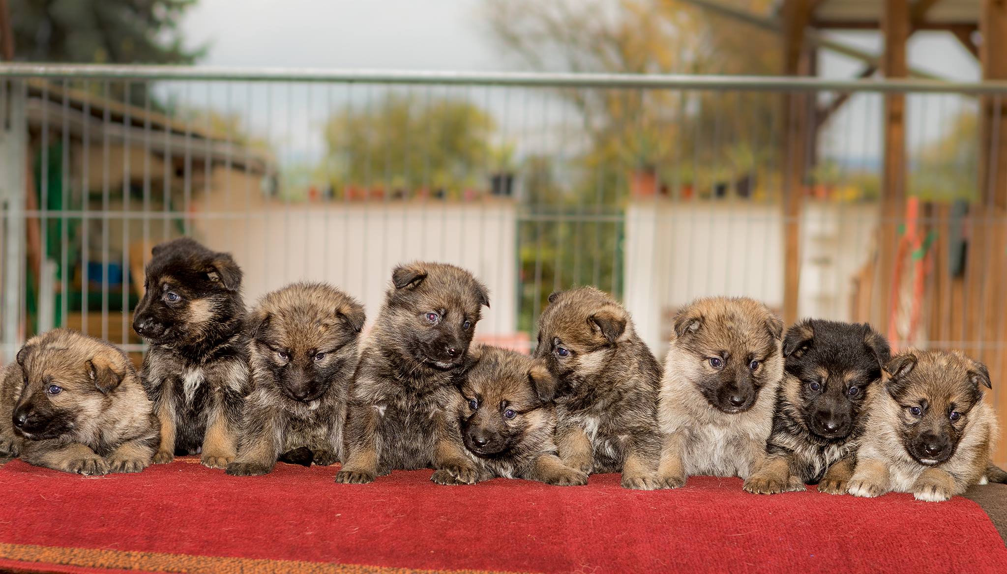 Neun Deutsche Schaeferhund Welpen, grosser Wurf. Welpenfotograf Soemmerda