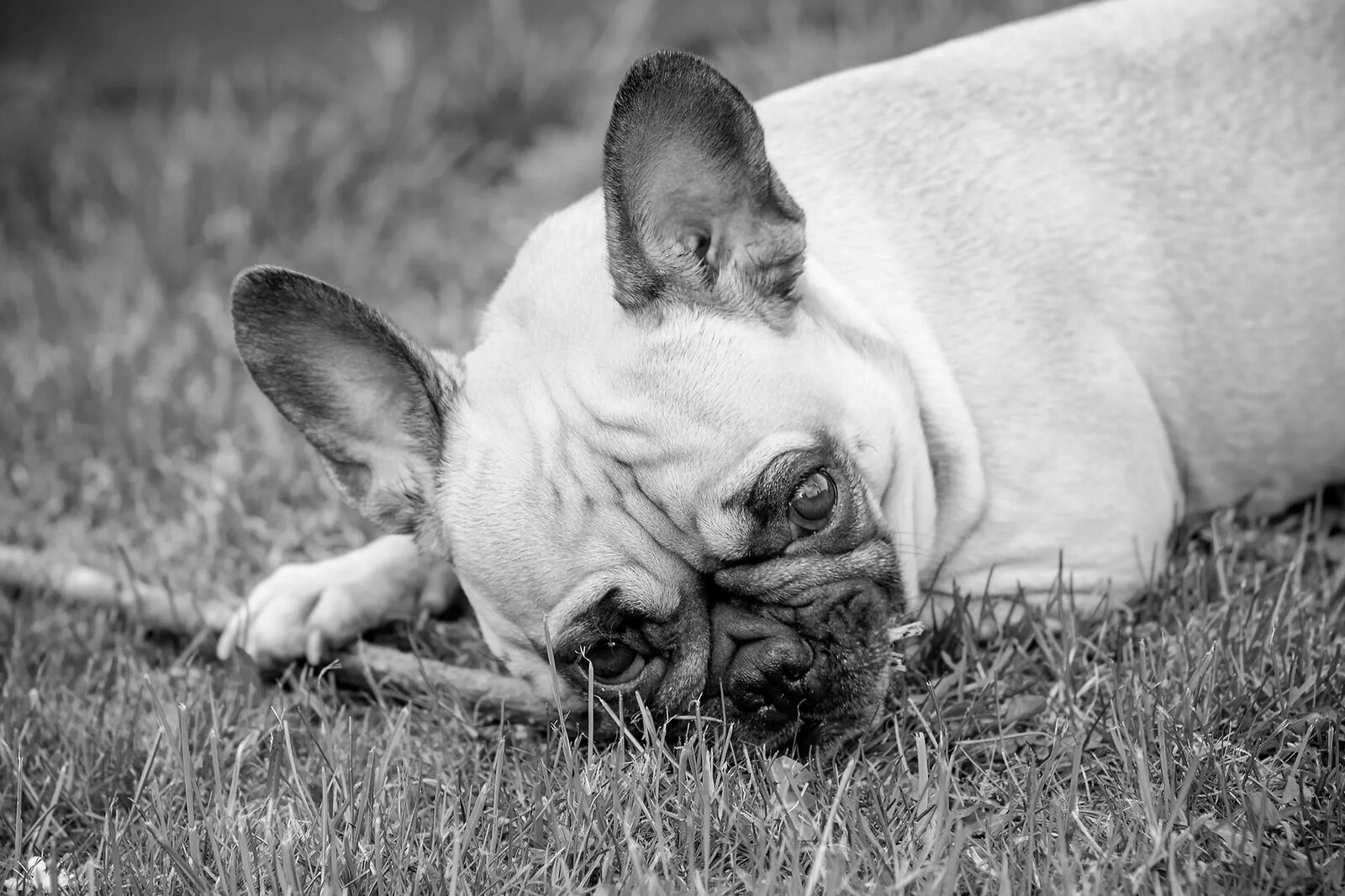 Tierfoto aus Thueringen